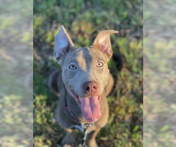 Medium Photo #2 Mutt Puppy For Sale in Mount Laurel, NJ, USA