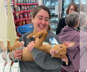 Mutt Dogs for adoption in Rochester, NY, USA