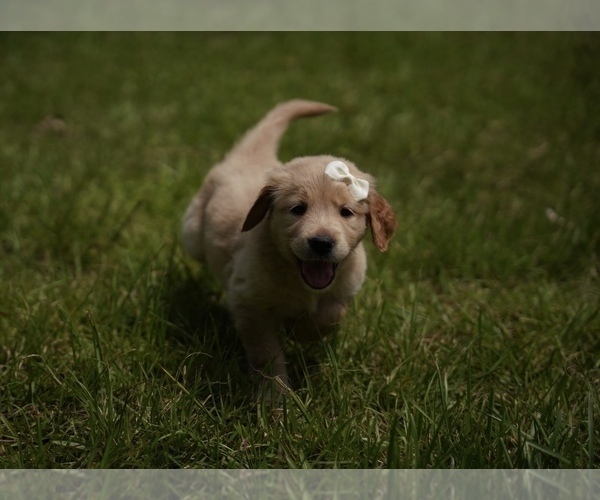 Medium Photo #9 Golden Retriever Puppy For Sale in FOUR OAKS, NC, USA