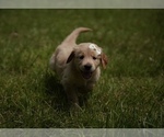 Small Photo #9 Golden Retriever Puppy For Sale in FOUR OAKS, NC, USA