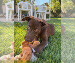 Small Photo #3 Border Collie-Unknown Mix Puppy For Sale in Salt Lake City, UT, USA