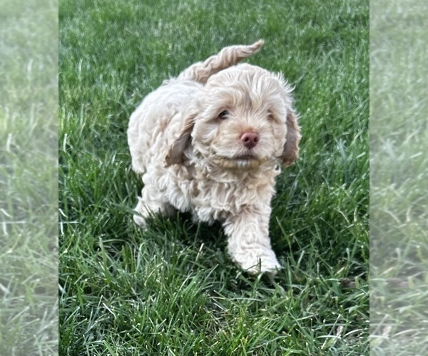 Medium Photo #1 Cockapoo (Miniature) Puppy For Sale in GREENTOWN, IN, USA