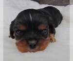 Small #4 Cavalier King Charles Spaniel