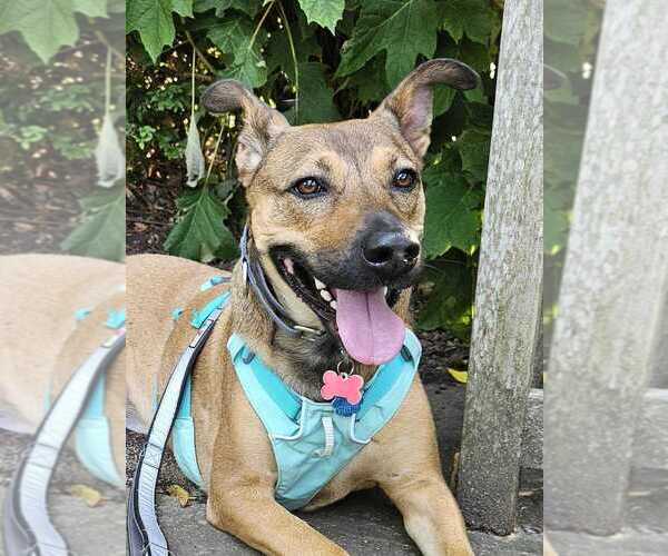 Medium Photo #13 German Shepherd Dog-Unknown Mix Puppy For Sale in Bethesda, MD, USA