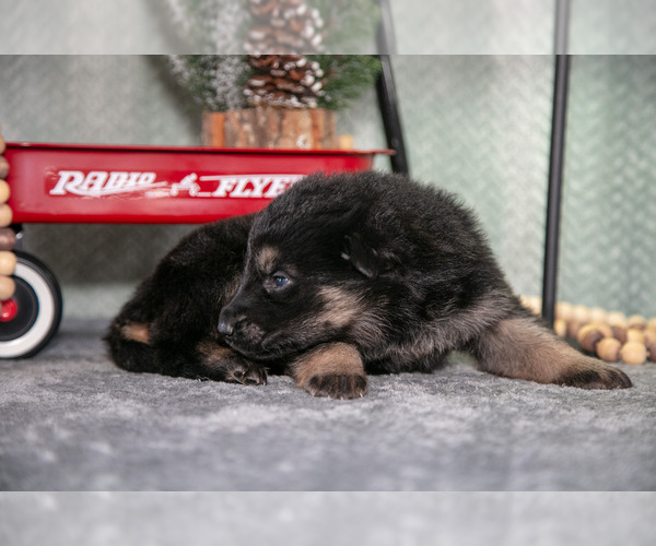 Medium Photo #13 German Shepherd Dog Puppy For Sale in NAPPANEE, IN, USA