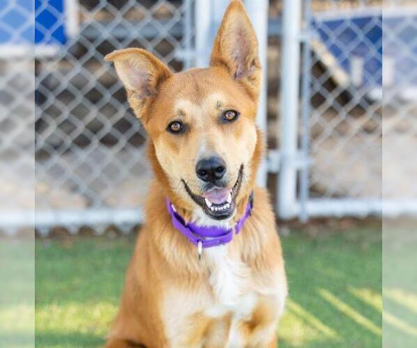 Medium Photo #2 Shepradors Puppy For Sale in Camarillo, CA, USA