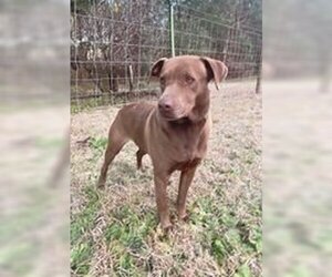 Chocolate Labrador retriever-Unknown Mix Dogs for adoption in Ocean Springs, MS, USA