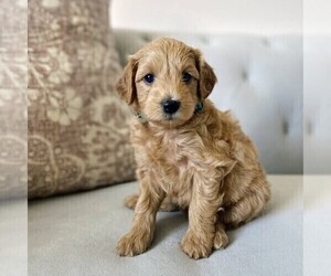 Goldendoodle (Miniature) Puppy for sale in RONKS, PA, USA