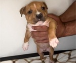 Puppy 5 Bullypit
