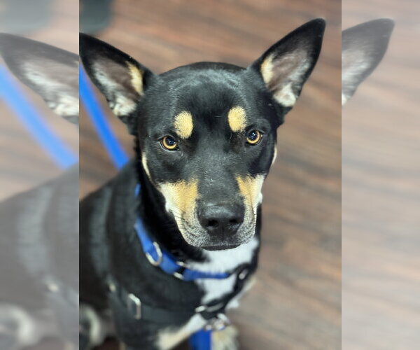 Medium Photo #6 Australian Kelpie Puppy For Sale in Fort Worth, TX, USA