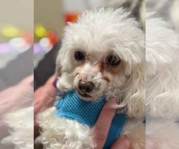 Medium Photo #3 Poodle (Toy) Puppy For Sale in Wheaton, IL, USA