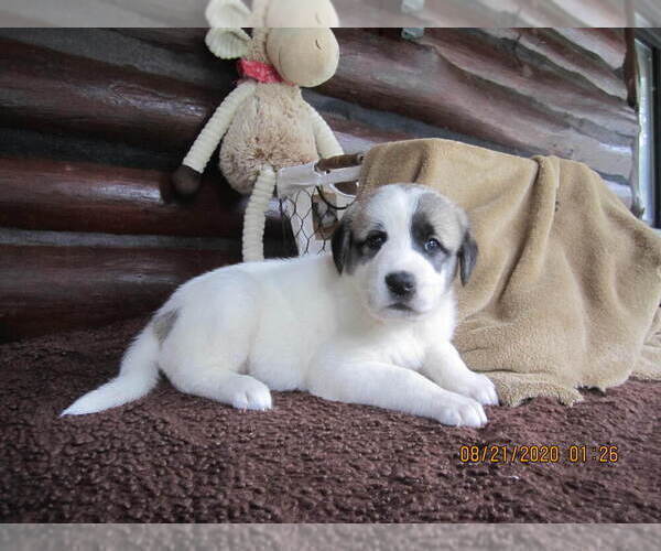 Medium Photo #42 Anatolian Shepherd-Maremma Sheepdog Mix Puppy For Sale in LECANTO, FL, USA