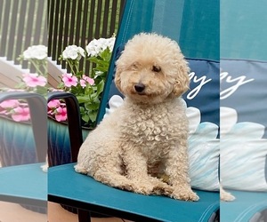 Mother of the Cavapoo (Miniature) puppies born on 11/26/2025