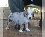 Small #1 Australian Shepherd