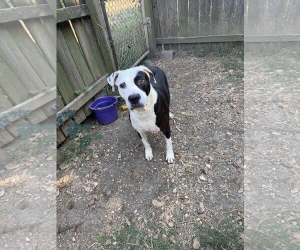 Medium Photo #5 American Staffordshire Terrier-Unknown Mix Puppy For Sale in Jackson, MS, USA