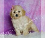 Small Photo #69 Poodle (Miniature) Puppy For Sale in WARSAW, IN, USA
