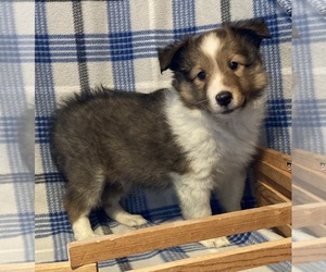 Shetland Sheepdog Puppy for sale in FORT MORGAN, CO, USA