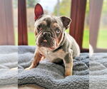 Small #11 French Bulldog Mix