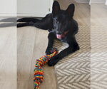 Small #1 German Shepherd Dog