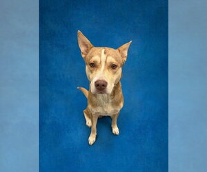 Siberian Husky-Unknown Mix Dogs for adoption in Peoria, IL, USA