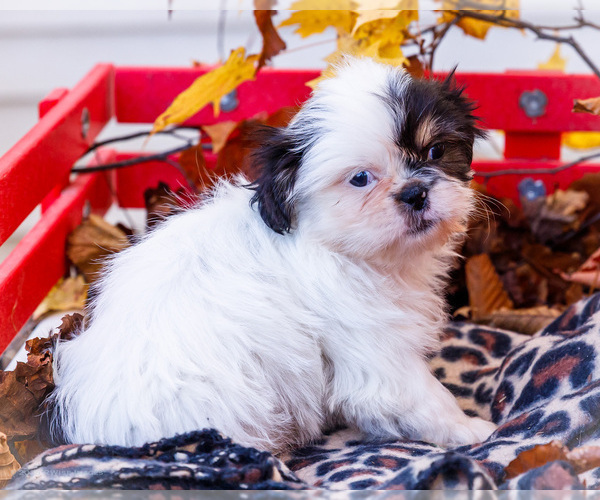 Medium Photo #20 Shih Tzu Puppy For Sale in WAKARUSA, IN, USA