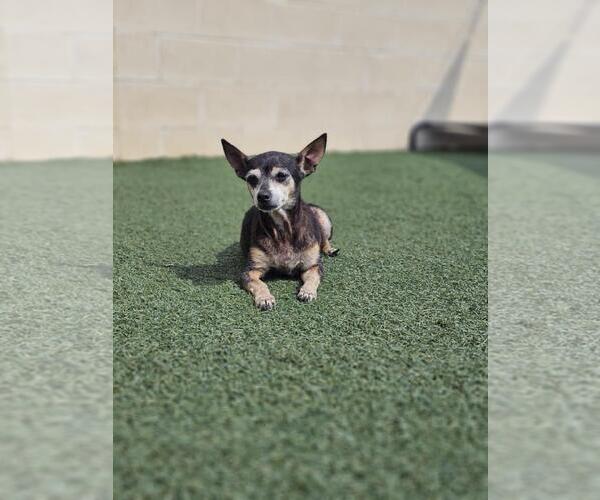 Medium Photo #8 Chihuahua-Unknown Mix Puppy For Sale in Rockwall, TX, USA