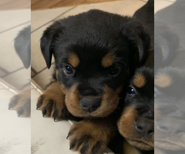 Medium Photo #8 Rottweiler Puppy For Sale in GRANTS PASS, OR, USA