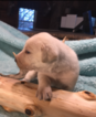 Small #24 Labrador Retriever