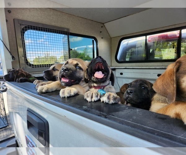 Medium Photo #10 Mastador Puppy For Sale in BROOKSVILLE, FL, USA