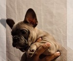 Small Photo #10 French Bulldog Puppy For Sale in PERRIS, CA, USA