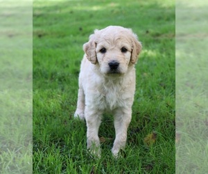 Goldendoodle Puppy for sale in BRIGHTON, MO, USA