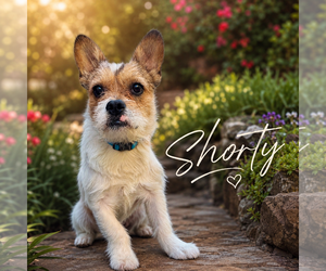 Mutt Dogs for adoption in Menifee, CA, USA