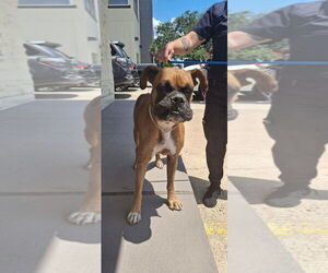 Boxer Dogs for adoption in  Katy, TX, USA