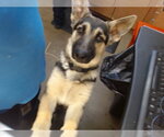 Small German Shepherd Dog