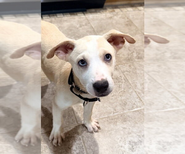 Medium Photo #3 Carolina Dog-Labrador Retriever Mix Puppy For Sale in San Diego, CA, USA