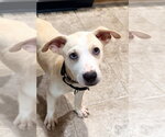 Small #2 Carolina Dog-Labrador Retriever Mix