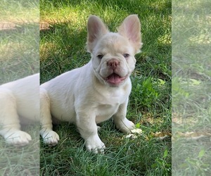 French Bulldog Puppy for sale in CHICAGO, IL, USA