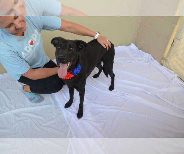 Medium Photo #2 Labrador Retriever-Unknown Mix Puppy For Sale in McKinney, TX, USA