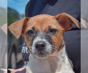 Chiweenie Dogs for adoption in Huntley, IL, USA