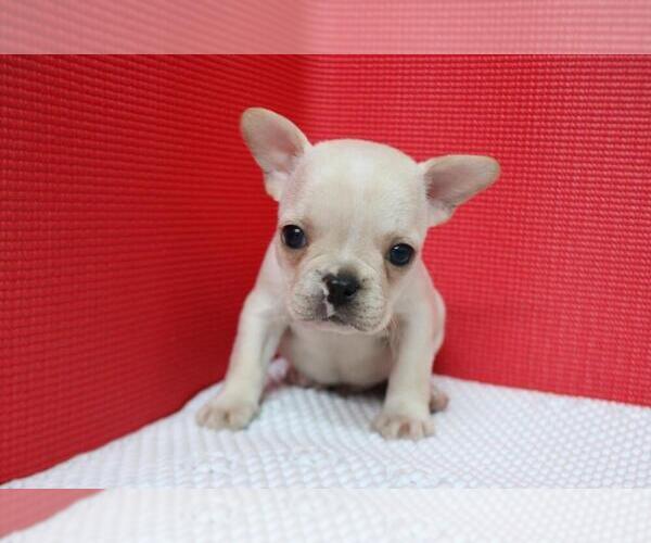 Medium Photo #4 French Bulldog Puppy For Sale in WILTON, CT, USA