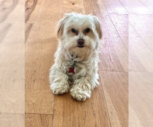 Maltipoo (Miniature) Dogs for adoption in San Diego, CA, USA