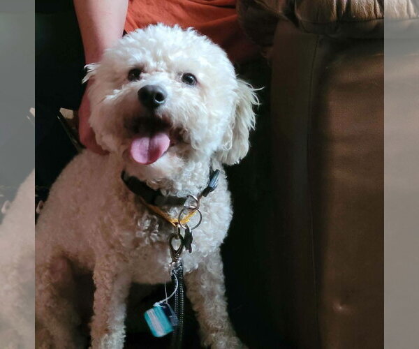 Medium Photo #3 Poodle (Standard)-Unknown Mix Puppy For Sale in New London, WI, USA