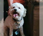 Small #2 Poodle (Standard) Mix