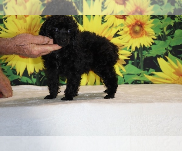 Medium Photo #15 Poodle (Toy) Puppy For Sale in DYERSBURG, TN, USA