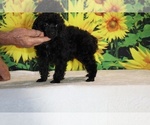 Pedro - Male Poodle (Toy) Puppy for Sale - Photo #15