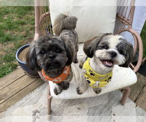 Shih Tzu Dogs for adoption in Greenville, SC, USA