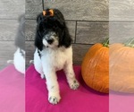 Small Photo #18 Poodle (Standard) Puppy For Sale in RICHMOND, IL, USA