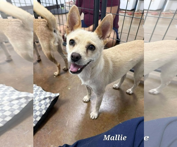 Medium Photo #2 Mutt Puppy For Sale in Royal Palm Beach, FL, USA