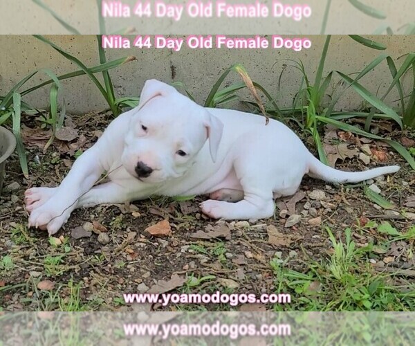 Medium Photo #8 Dogo Argentino Puppy For Sale in JANE, MO, USA