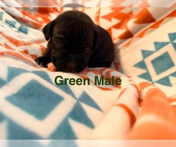 Medium Photo #2 Boxer Puppy For Sale in WALNUT GROVE, MO, USA